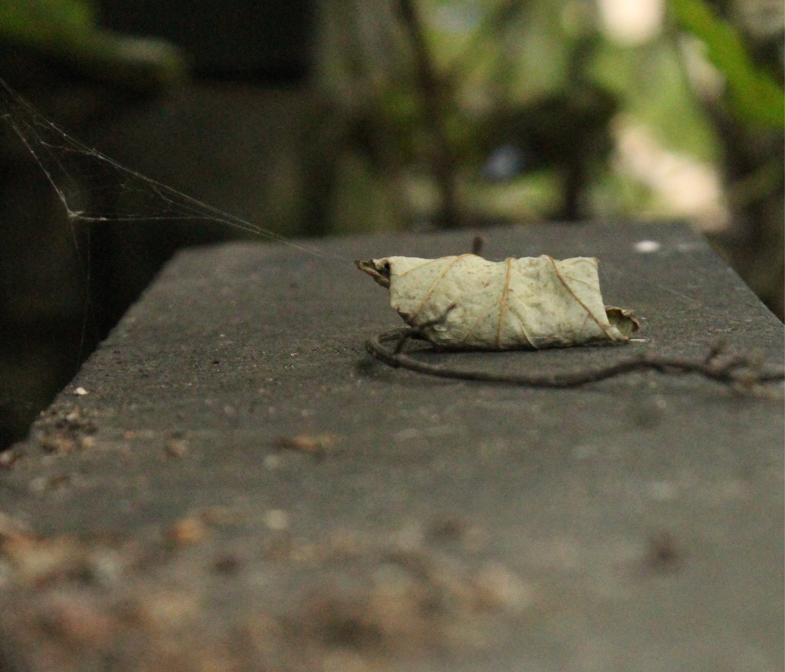 Leaf on a Ledge